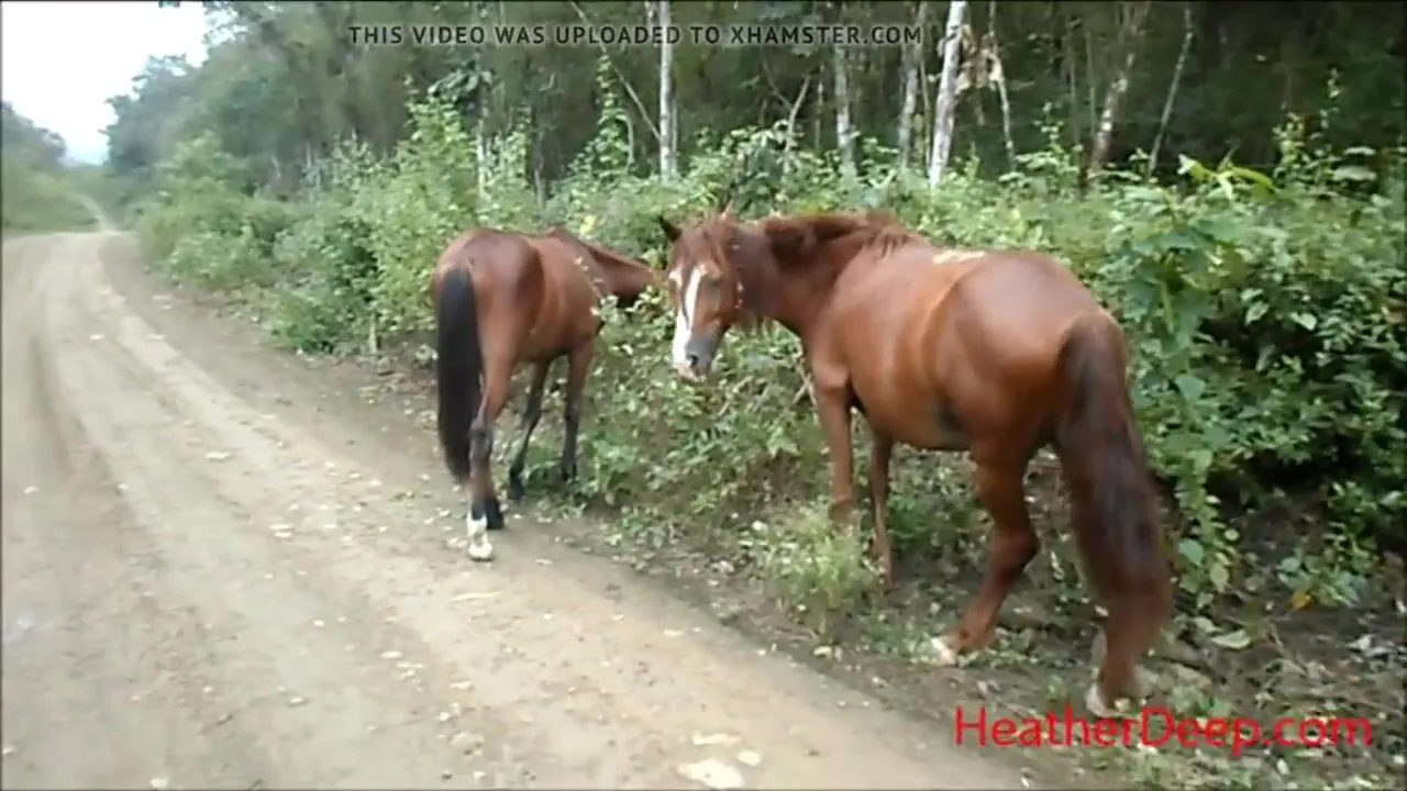 Free HD peeing next to horse in jungle Porn Video